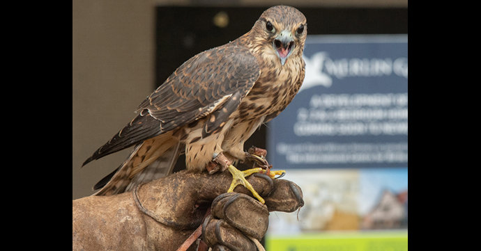 New housing development named after Gloucestershire birds of prey