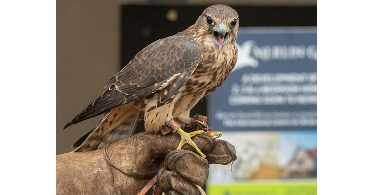 Housebuilders Barratt and David Wilson homes have also sponsored one of the merlins  a small type of falcon  at the International Centre for Birds of Prey in Newent.