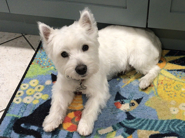 New ‘Protect Your Pooch’ campaign aims to tackle dog theft in Gloucestershire