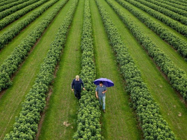 Despite a tough year Ribena-maker still toasts the future with confidence