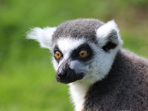 Cotswold Wildlife Park & Gardens to close during Coronavirus crisis