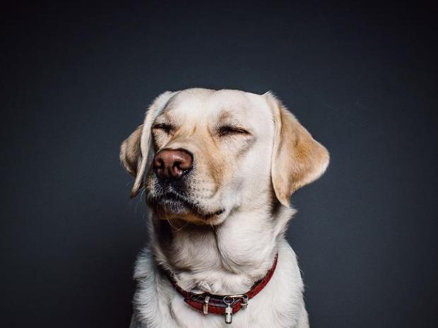 Discover the inspiring and heart-warming stories of dogs and their owners.