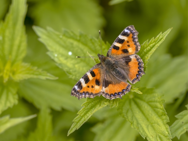 Wildlife-friendly vision to transform Cheltenham&#x2019;s Honeybourne Line wins national award