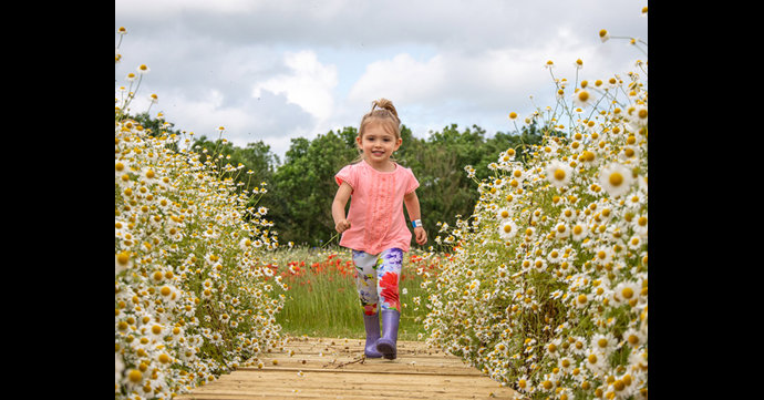 Cotswold Farm Park Flower Field opens for summer