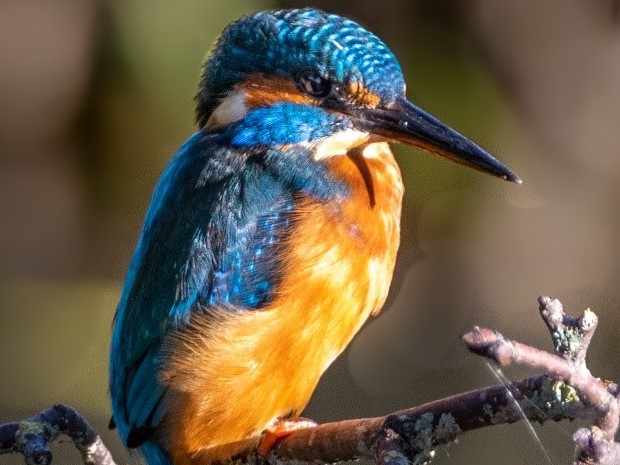 Cotswolds National Landscapes Kingfisher Trail will officially launch in May 2021.