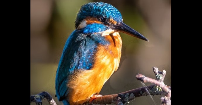Cotswolds National Landscape is launching a new Kingfisher Trail