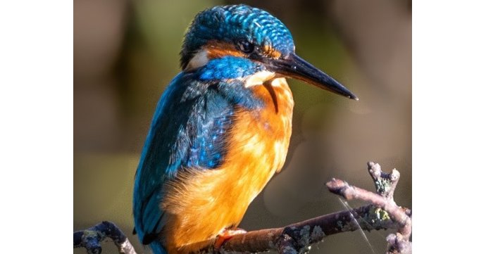 Cotswolds National Landscape is launching a new Kingfisher Trail