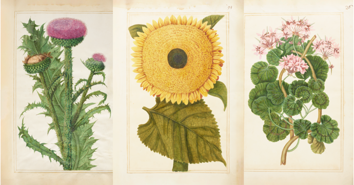 Cotswolds botanical art exhibition showcases never before seen historic paintings