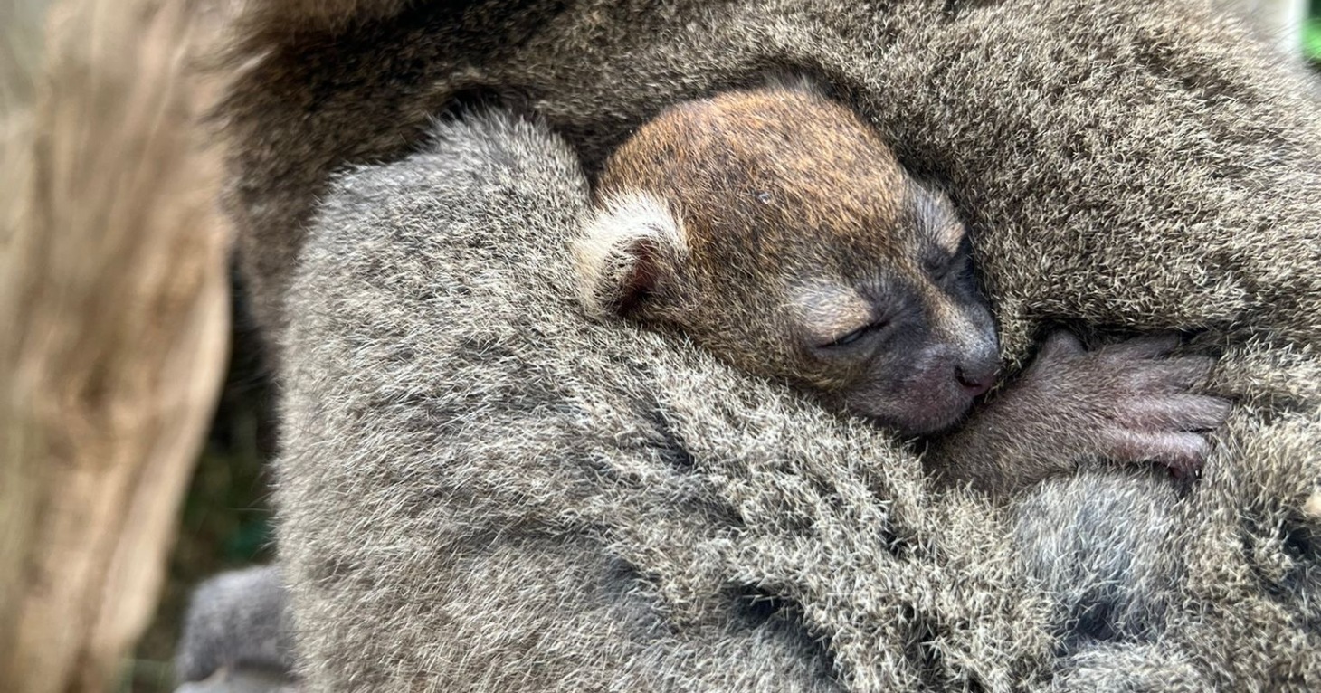 Cotswold Wildlife Park becomes the only zoological collection in the UK to breed 'critically endangered' lemurs in 2025