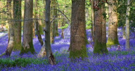 11 best places to see bluebells in Gloucestershire