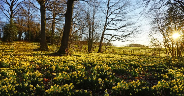 Daffodils in the Forest of Dean, the Golden Triangle