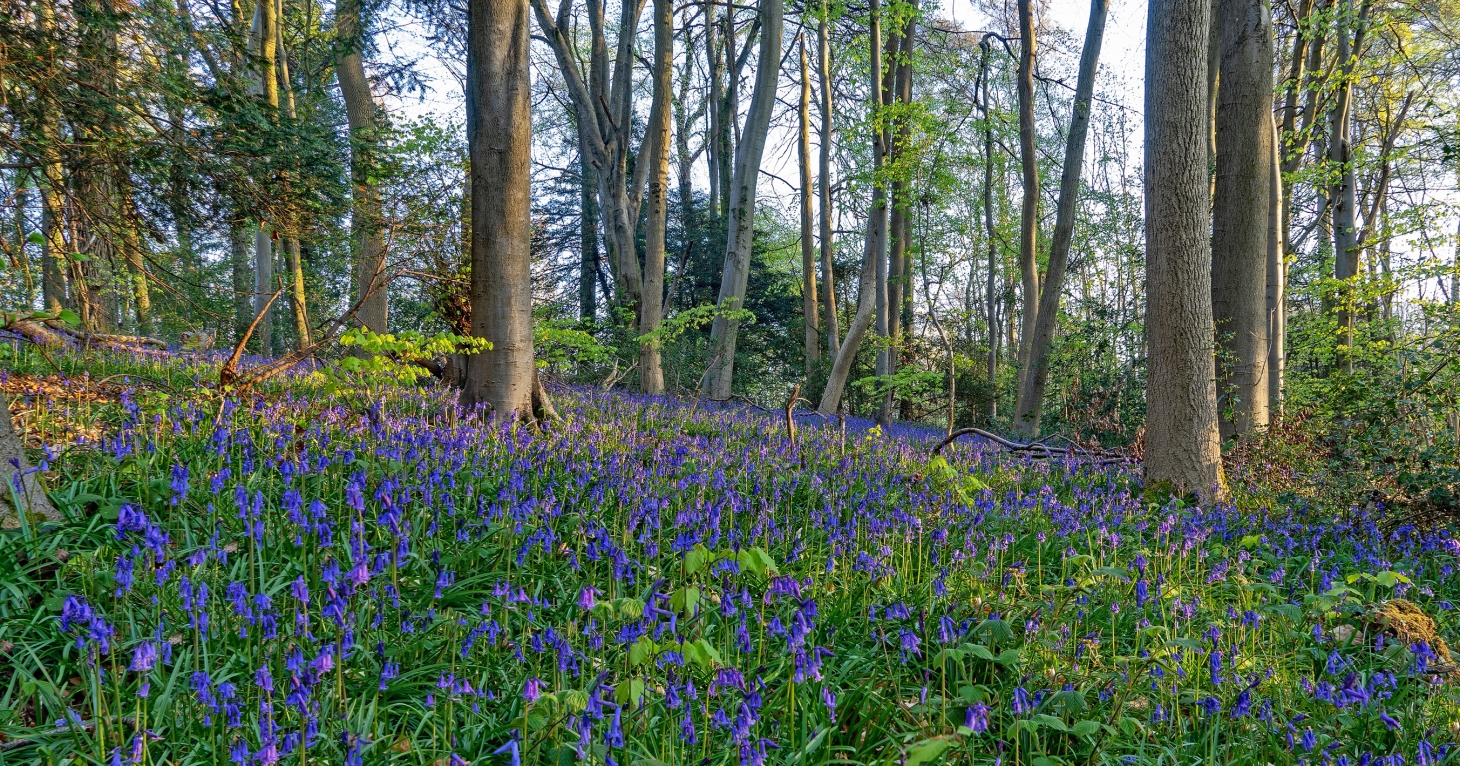 11 best places to see bluebells in Gloucestershire