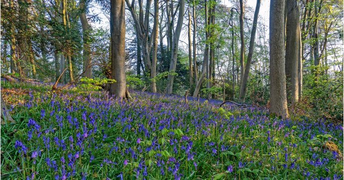 11 best places to see bluebells in Gloucestershire