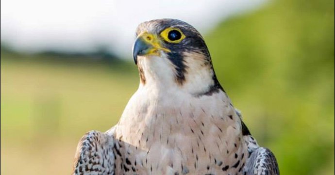 Earth Day: Falconry and Family Fun 