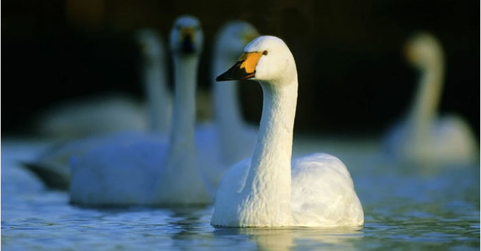 Spend an evening with the swans at Slimbridge Wetland Centre