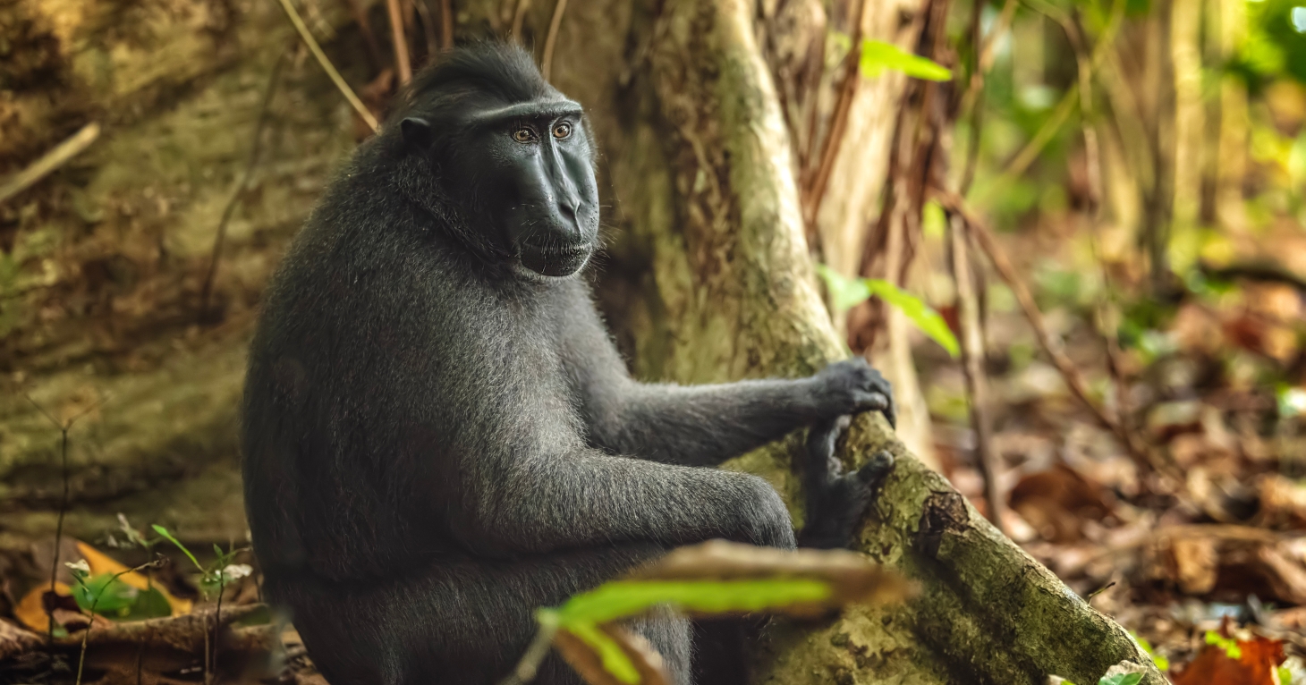 Hartpury Public Christmas Lecture 2024