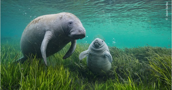 Here's your only chance to see the Wildlife Photographer of the Year exhibition in Gloucestershire