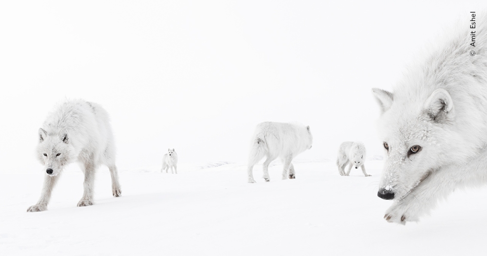 Here's your only chance to see the Wildlife Photographer of the Year exhibition in Gloucestershire