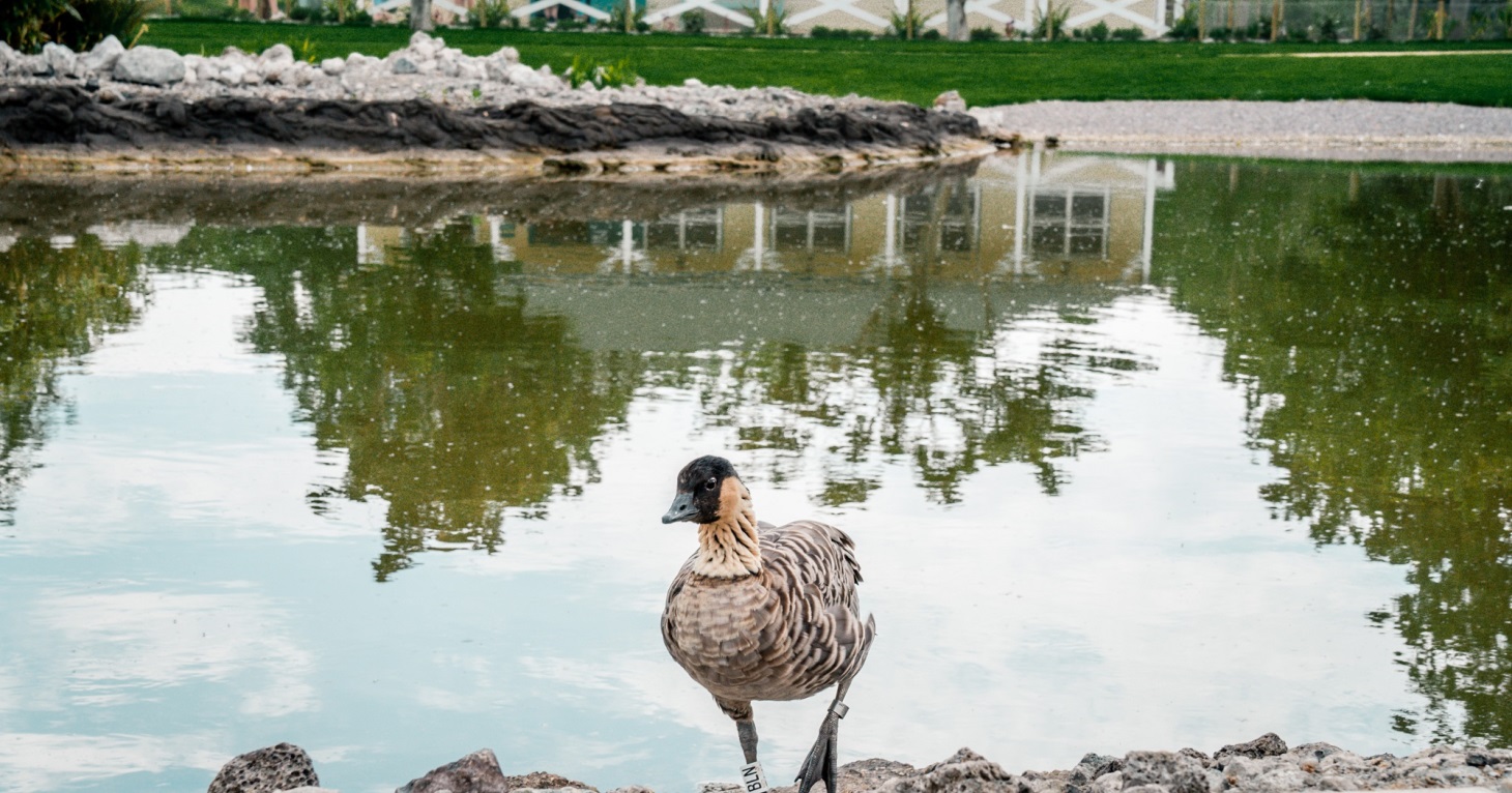 Mission Possible at Slimbridge Wetland Centre