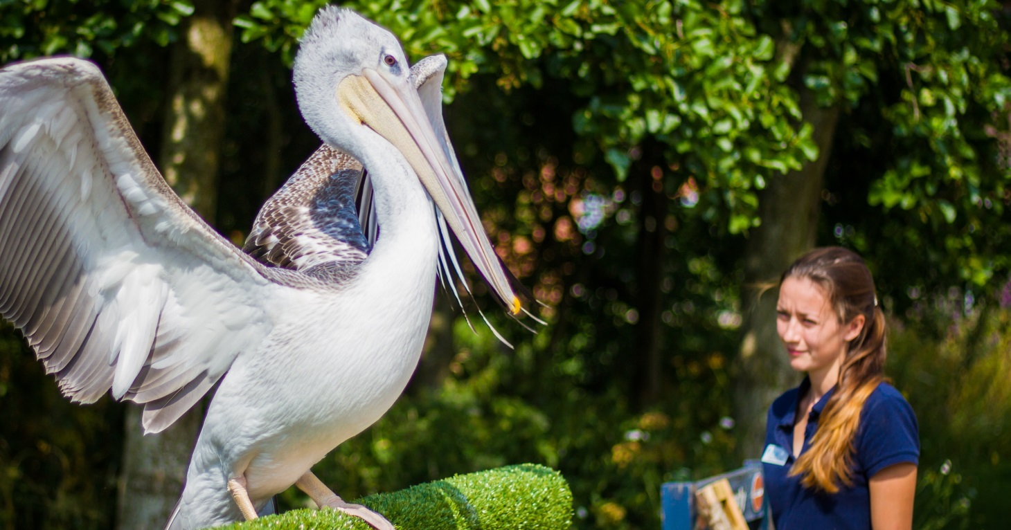 New Living Wetland Theatre opens at Slimbridge Wetland Centre