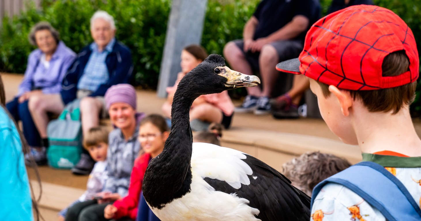 Living Wetland Theatre at Slimbridge Wetland Centre