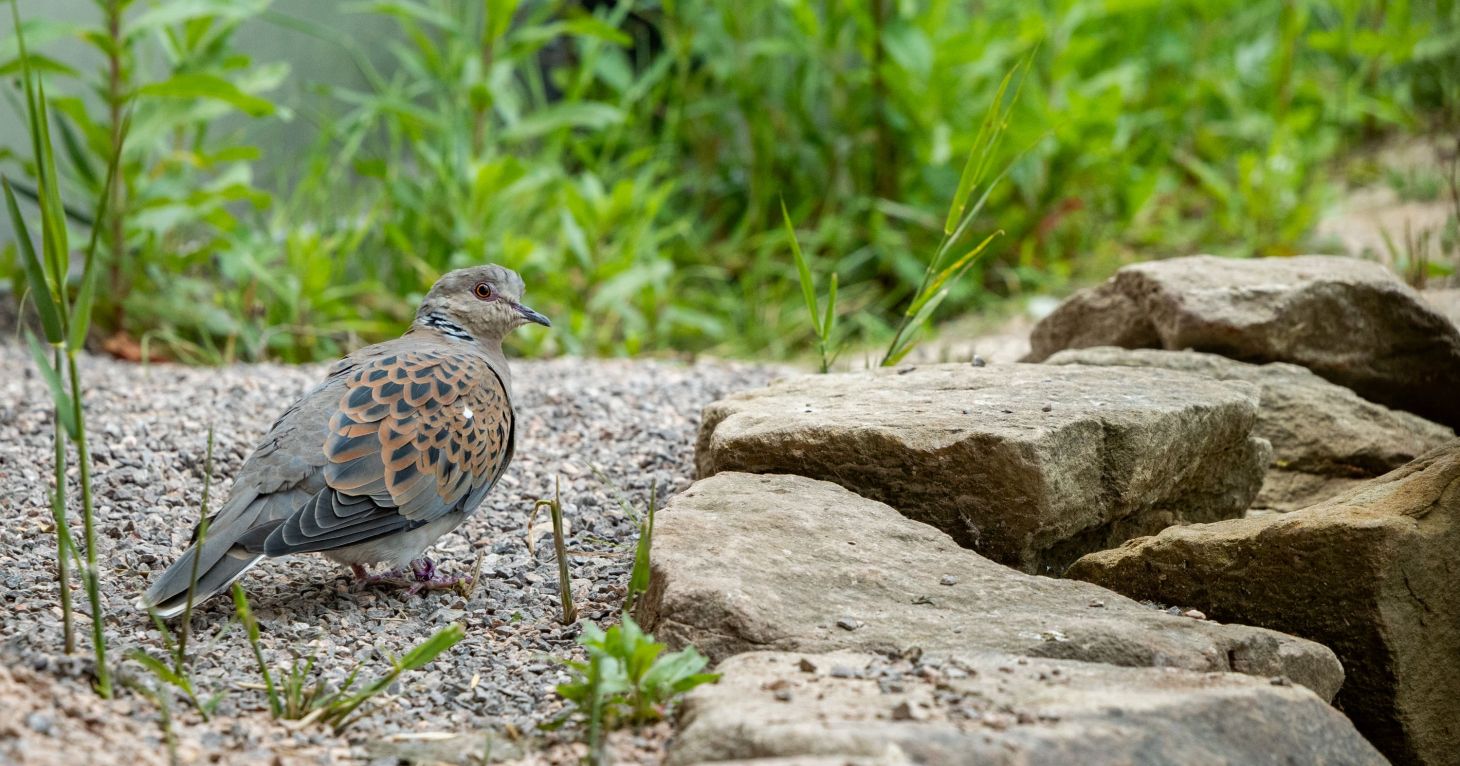 New Soundscape Aviary opens at WWT Slimbridge