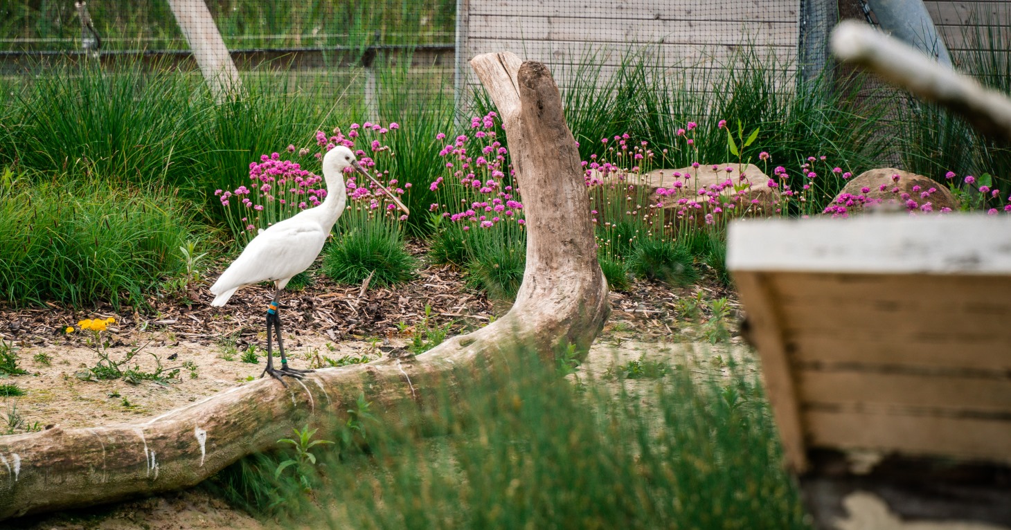 Waterscapes Aviary at Slimbridge Wetland Centre