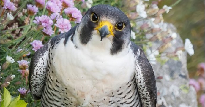 The World of the Peregrine Falcon at Stroud Brewery