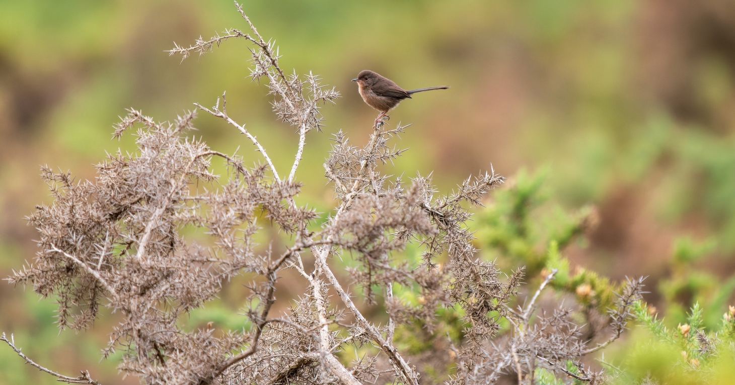 Rare birds breed in the Forest of Dean for the first time