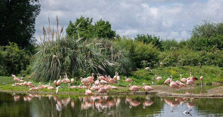 Flamingos at Slimbridge Wetland Centre
