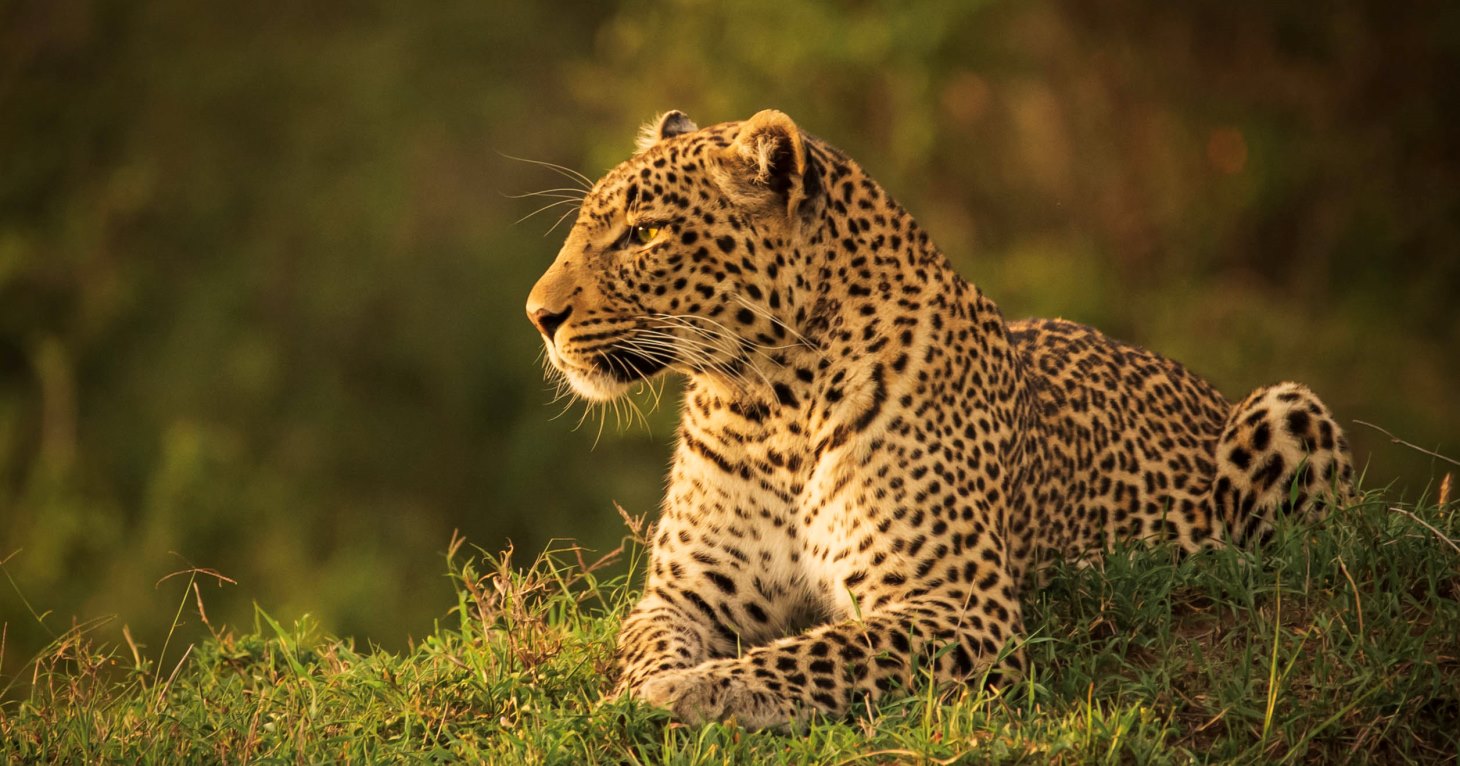 Big Cat Tails photography exhibition at The Gardens Gallery