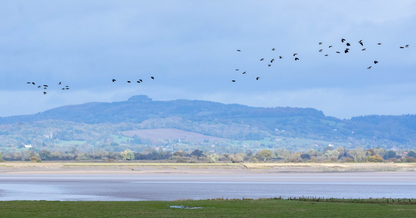 Wild Winter Weekend at Slimbridge Wetland Centre