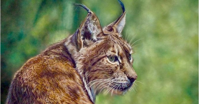 The Wildlife Art Society International Exhibition at Nature in Art