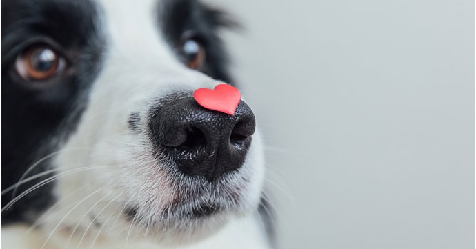 Here's how you can get a free pup paw-trait in Cheltenham on Valentine's Day