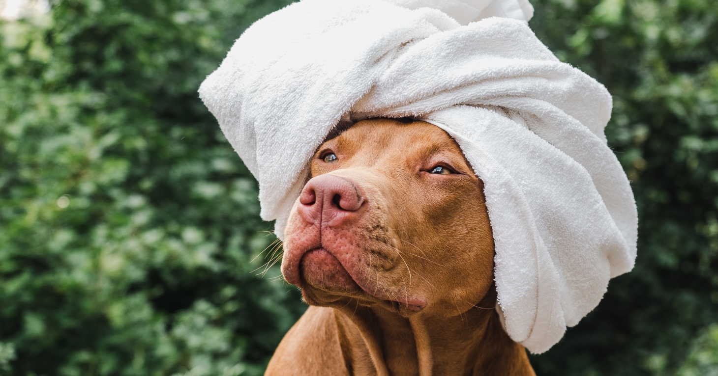 12 pawfect ways to pamper your pooch in Gloucestershire