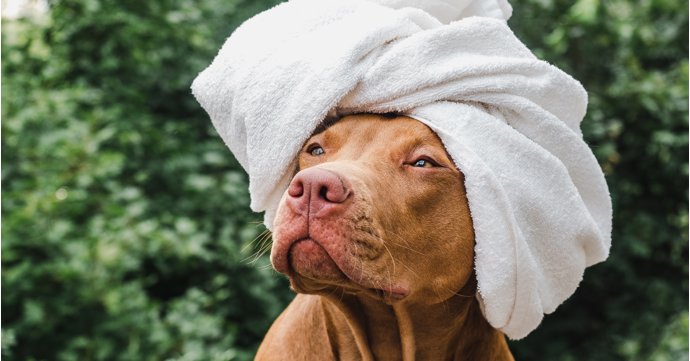 12 pawfect ways to pamper your pooch in Gloucestershire