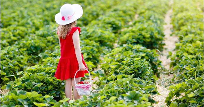 5 best places to go fruit picking in Gloucestershire this summer