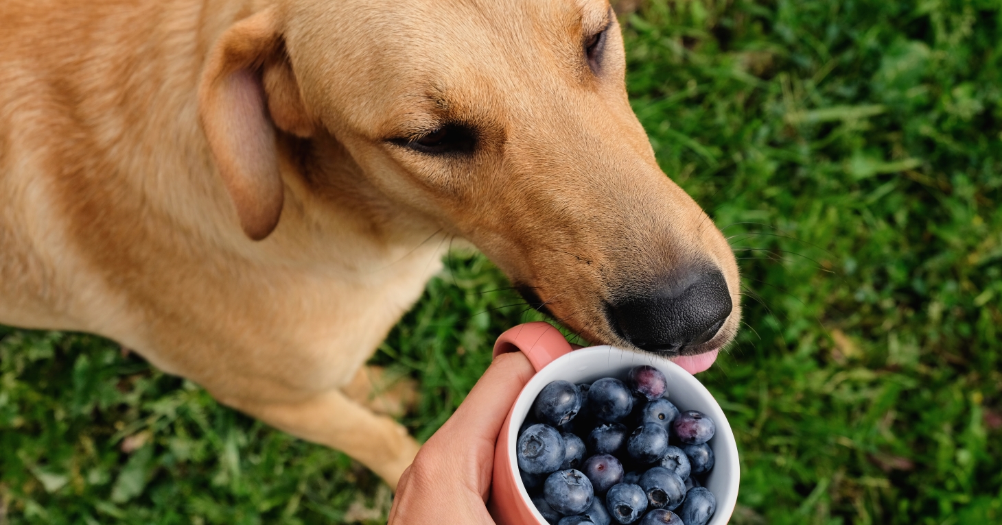 Best superfoods for dogs revealed by Cotswold pet food expert
