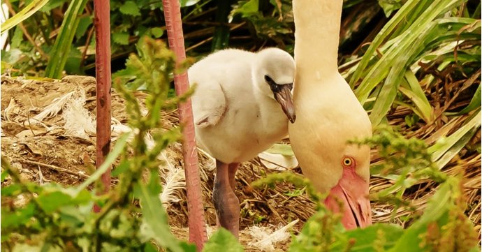 Record-breaking flamingo 'baby boom' expected at bird park in the Cotswolds