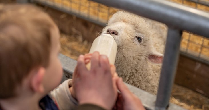 Bottle feeding lambs at Cotswold Farm Park