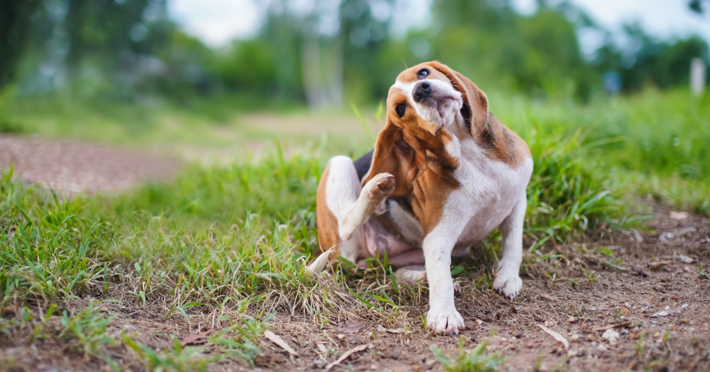 Can dogs get hay fever? Cotswold pet expert reveals how to protect pets from pollen