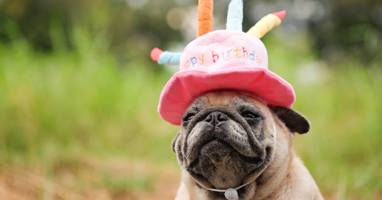 Celebrate DOG in Bourton-on-the-Water's first birthday with a special discount
