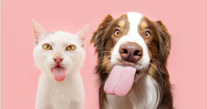 12 of the internet's most-asked pet questions answered by Cheltenham vets