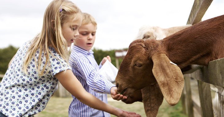 Children feeding the goats at Cotswold Farm Park