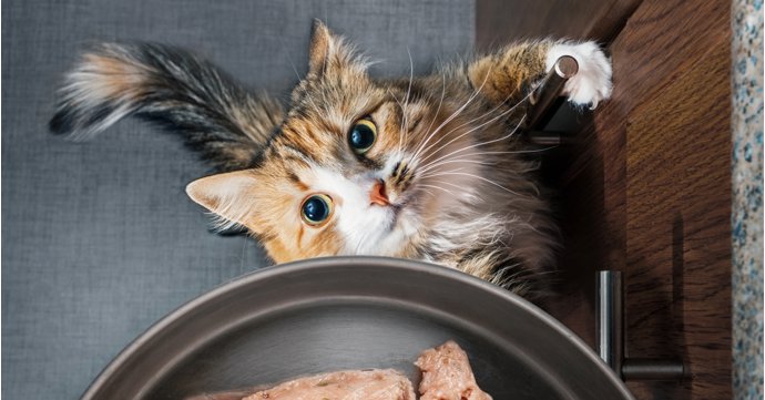 Cotswold pet food company launches raw food range for cats