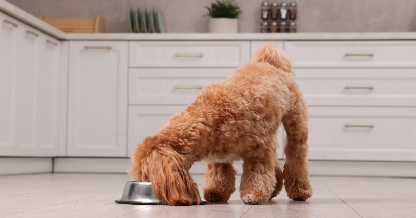 6 health benefits of feeding dogs a raw diet