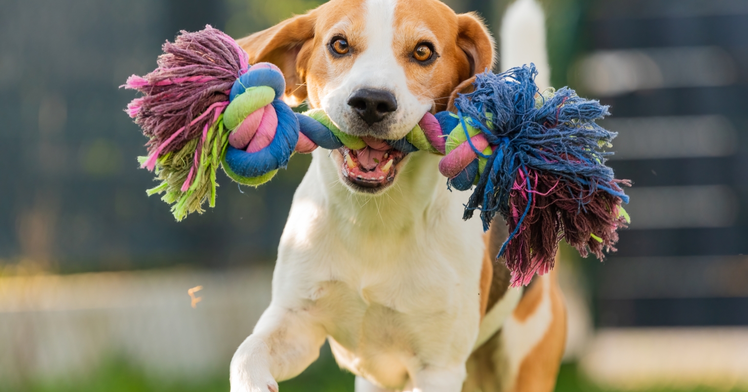 'Enrichment throughout the day can make a big difference to their wellbeing' – how to stop your dog from getting bored