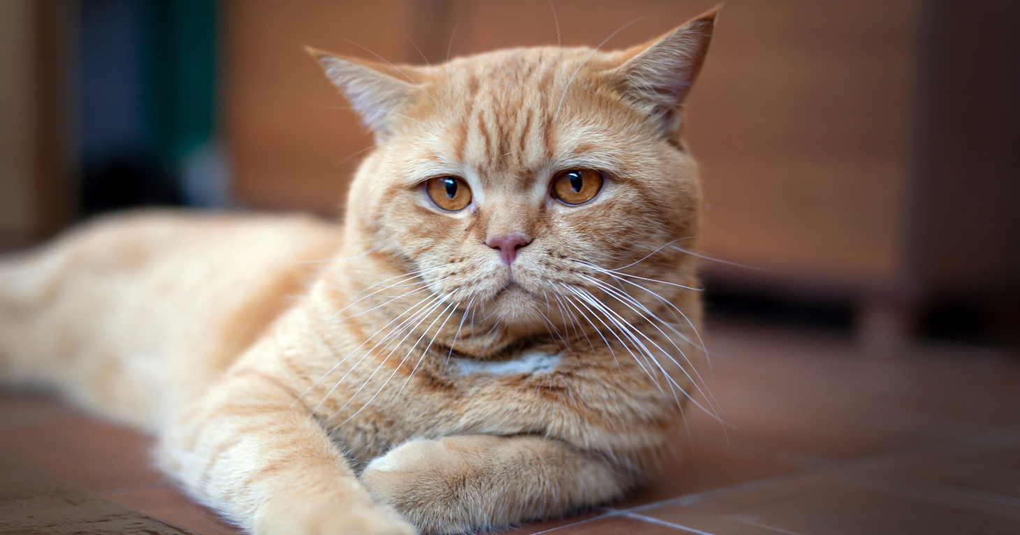 'Cats are good at hiding discomfort, so subtle shifts can matter' – how your cat could be trying to tell you that something isn't right