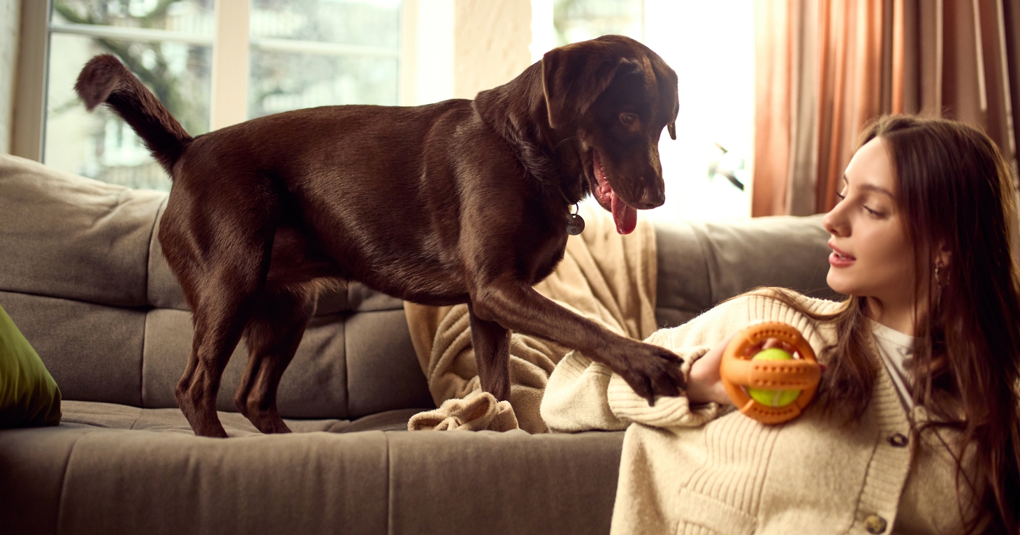 'The best approach is to budget realistically before bringing them home' – the costs to consider when buying a pet