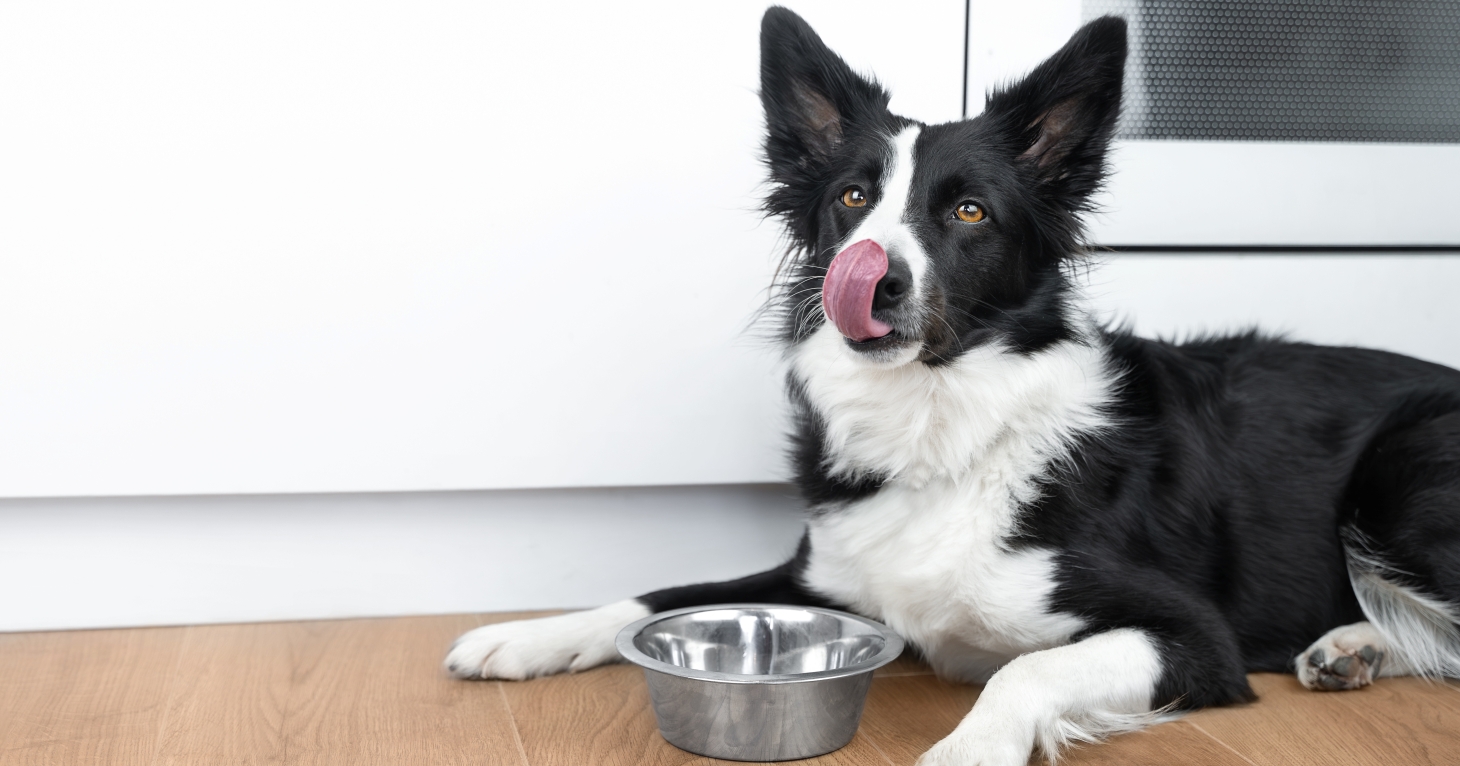 Cotswold RAW receives UK Pet Food approval for its raw dog and cat food